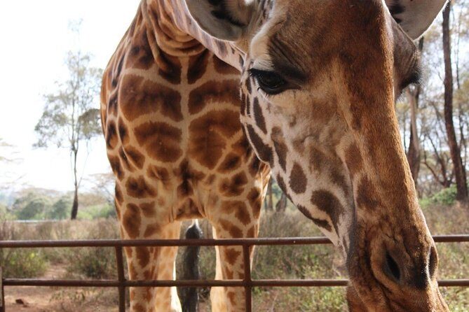 Day tour to Giraffe center and Karen Blixen Nairobi - Authentic Experiences from Guests