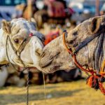 Day Tour to Giza Pyramids, Cairo Downtown, & Islamic Cairo - What Sets This Tour Apart?