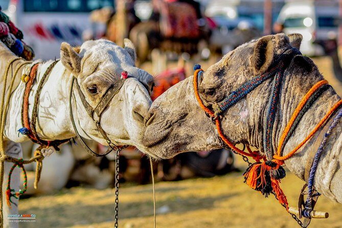 Day Tour to Giza Pyramids, Cairo Downtown, & Islamic Cairo - What Sets This Tour Apart?
