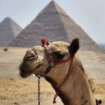 Day tour to Giza Pyramids, Memphis and Sakkara - Who Is This Tour Best For?