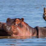 Day tour to Hells Gate, Lake Naivasha and Crescent Island Walk - How to Make the Most of It