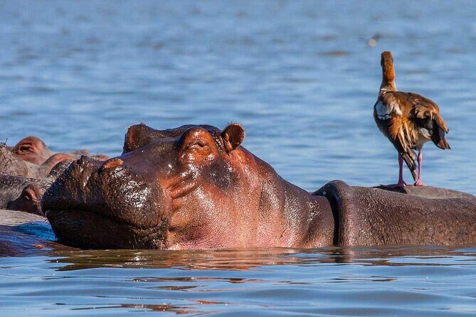 Day tour to Hells Gate, Lake Naivasha and Crescent Island Walk - How to Make the Most of It