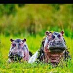 Day tour to Hell's Gate National park and optional Boat ride on lake Naivasha - What We Love About This Tour