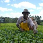 Day Tour To Kiambethu Tea Farm in Limuru - How the Day Begins: Seamless Pickups and Drive to Limuru