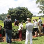 Day tour to Kiambethu tea farm in Limuru from Nairobi - A Closer Look at the Kiambethu Tea Farm Tour