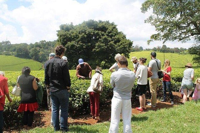 Day tour to Kiambethu tea farm in Limuru from Nairobi - A Closer Look at the Kiambethu Tea Farm Tour