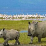 Day Tour to Lake Nakuru with optional boat ride in Lake Naivasha - Authentic Insights from Reviewers