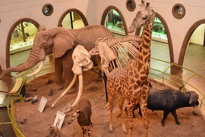 Day Tour to Nairobi Arboretum and Nairobi National Museum - Nairobi National Museum: A Tapestry of Kenya’s Heritage
