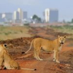 Day Tour to Nairobi National Park and Giraffe Center - Practical Details & What to Expect