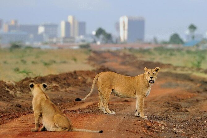 Day Tour to Nairobi National Park and Giraffe Center - Practical Details & What to Expect
