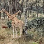 Day Tour to Nairobi national park, Elephants, and Giraffe Center - Transportation and Logistics