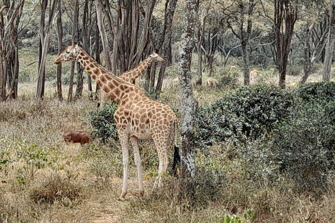Day Tour to Nairobi national park, Elephants, and Giraffe Center - Transportation and Logistics