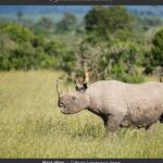 Day Tour to Ol Pejeta Conservancy - What Makes This Tour Special?