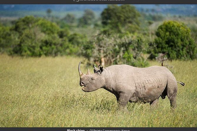 Day Tour to Ol Pejeta Conservancy - What Makes This Tour Special?