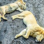 Day Tour to Tarangire National Park from Arusha - Why Choose This Tour? Deep Dive into the Details