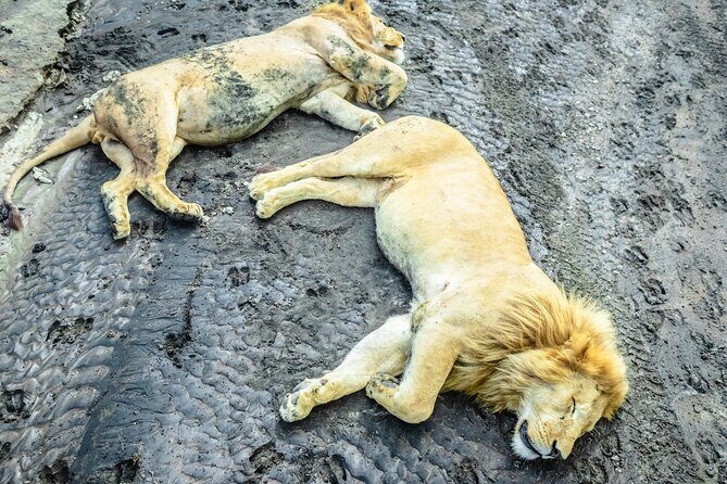 Day Tour to Tarangire National Park from Arusha - Why Choose This Tour? Deep Dive into the Details