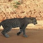 Day Tour to Tsavo East National Park from Mombasa or Diani - Lunch and Relaxation