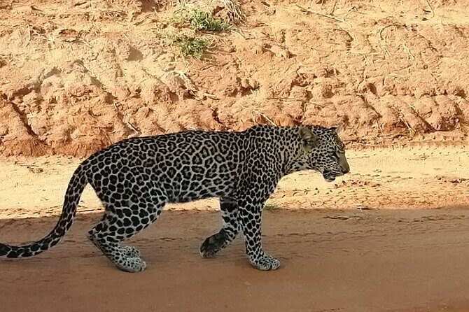 Day Tour to Tsavo East National Park from Mombasa or Diani - Lunch and Relaxation