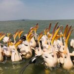 Day Trip Bahir Dar, Lake Tana and Blue Nile Falls Tours - The Itinerary: What You Can Expect