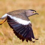 Day Trip Debre Libanos Bule Nile George and Portugal Bridge - FAQs