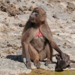 Day Trip From Addis Ababa To Debre Libanos & Portuguese Bridge - Why This Tour Offers Great Value