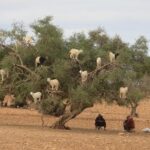 Day Trip from Marrakech to Essaouira - Exploring Essaouira’s Historic Medina