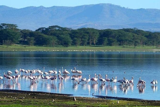 Day trip Hells gate Lake Naivasha best private safari - Who Will Love This Tour?