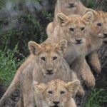 day trip lake manyara - What Travelers Say