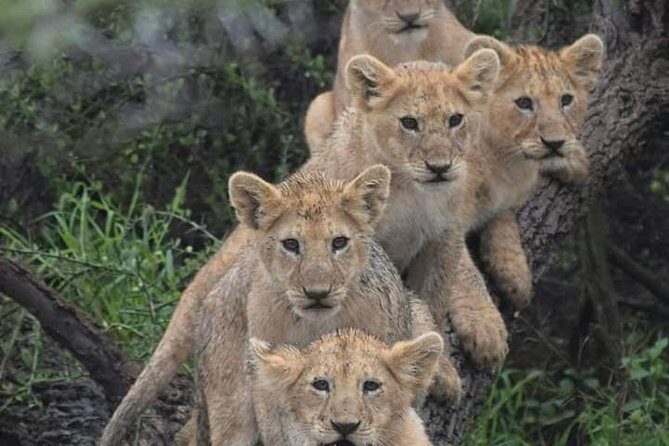 day trip lake manyara - What Travelers Say