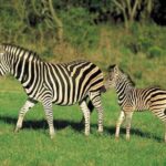Day Trip - Lake Naivasha & Hell's Gate National Park From Nairobi - Lake Naivasha: Up Close with Nature