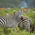 Day trip - Lake Nakuru National Park Tour From Nairobi - Pros and Cons Based on Reviews