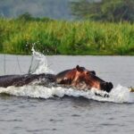 Day Trip Safari - Akagera National Park with Optional Lake Ihema Boat Safari - Final Thoughts: Is This Safari for You?