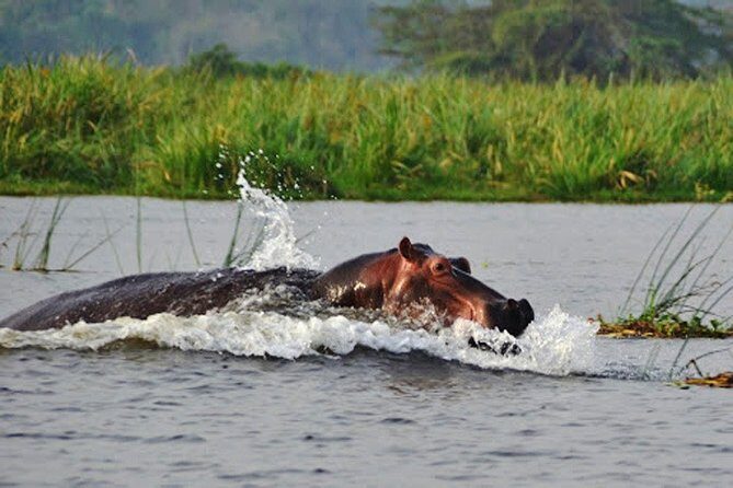 Day Trip Safari - Akagera National Park with Optional Lake Ihema Boat Safari - Final Thoughts: Is This Safari for You?
