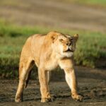 Day trip Safari to Mikumi National Park - Who is this Tour Best For?