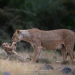 Day Trip Safari to Mikumi National Park - Pricing & Value