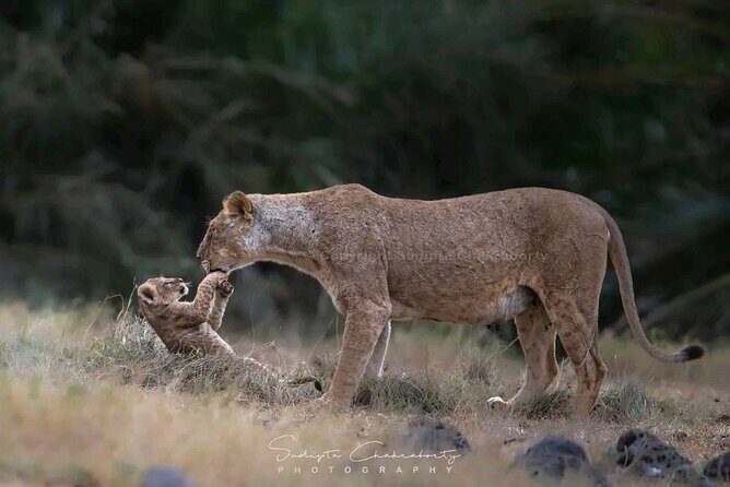 Day Trip Safari to Mikumi National Park - Pricing & Value