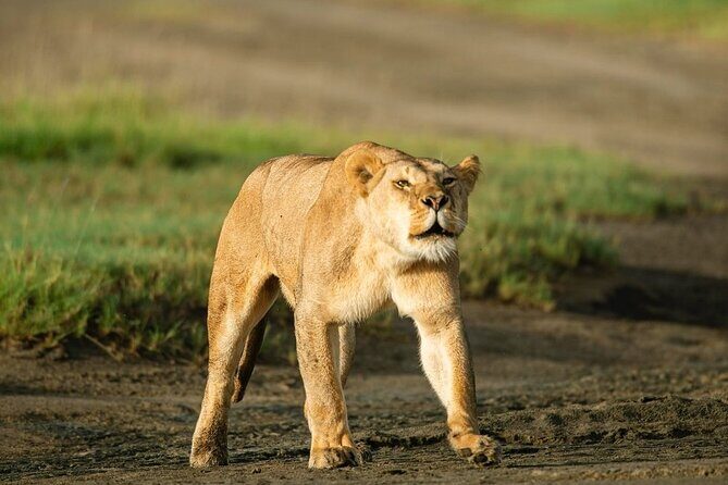 Day trip Safari to Mikumi National Park - Who is this Tour Best For?