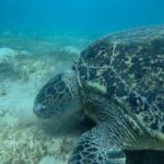Day trip Snorkel or Dive with Dugong and Turtles - What’s Included & What’s Not