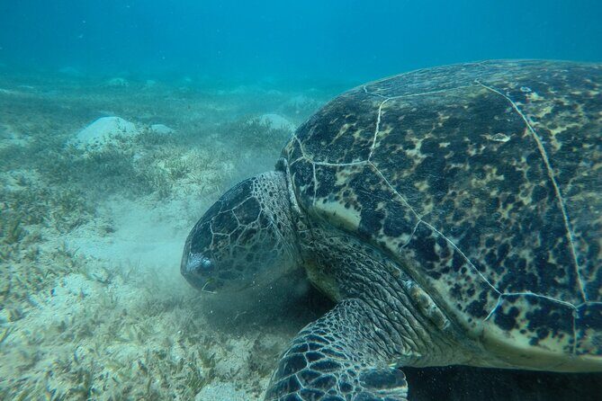 Day trip Snorkel or Dive with Dugong and Turtles - What’s Included & What’s Not