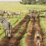 day trip tarangire - Why This Tour Offers Great Value