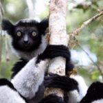 Day trip to Andasibe Lemurs - Key Points
