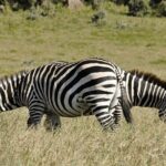 Day Trip To Crescent Island And Hells Gate National Park - Detailed Breakdown of the Itinerary