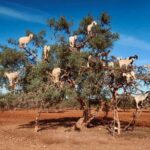 Day Trip to Essaouira - The Journey Begins: Pickup and Drive
