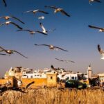 day trip to Essaouira from Marrakech - The Itinerary in Detail