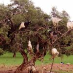 Day Trip To Essaouira From Marrakech with /small group - Real Traveler Insights