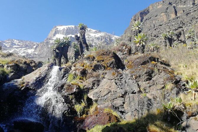 Day Trip to Kilimanjaro National Park - What Sets This Tour Apart?