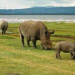 Day trip to lake Nakuru national park - FAQs