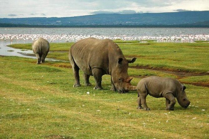 Day trip to lake Nakuru national park - FAQs