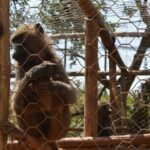 Day Trip To Menagesha Suba Forest - Transportation and Group Size