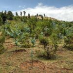 Day Trip to Menagesha Suba Forest from Addis Ababa - Practical Details: What You Can Expect
